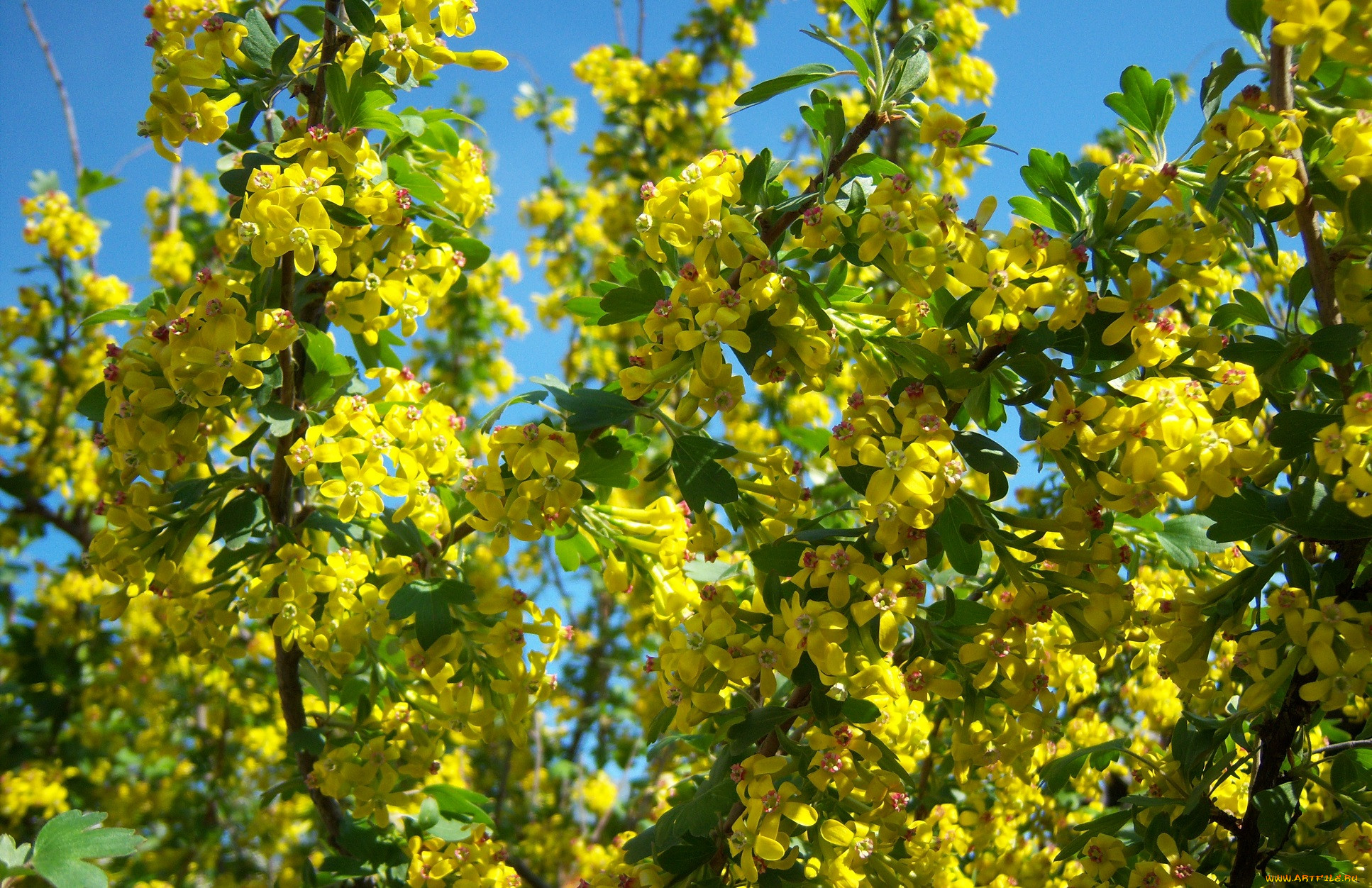 Кустарник цветущий желтыми цветами ранней весной фото